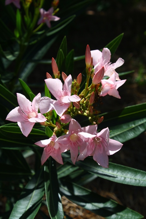 Petite Pink Oleander Shrubs And Trees All Almost Eden